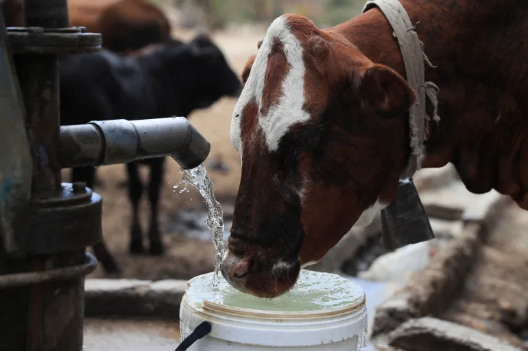 Des villageois aident leur bétail avec de l'eau potable d'un forage, alors que le Zimbabwe subit une sécheresse induite par El Niño.