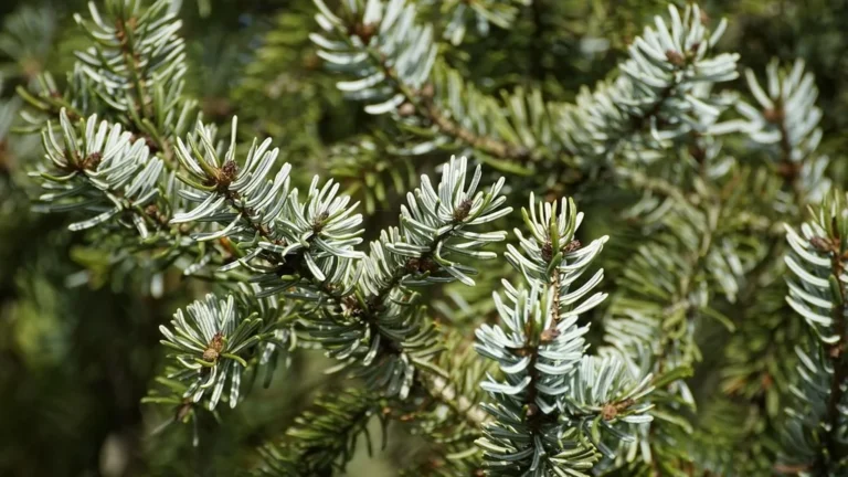 Collecte des sapins à Mazamet: opération jusqu’au 16 janvier 2026