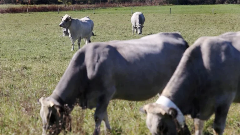 Dermatose nodulaire contagieuse: premier cas en Aude et abattage bovin