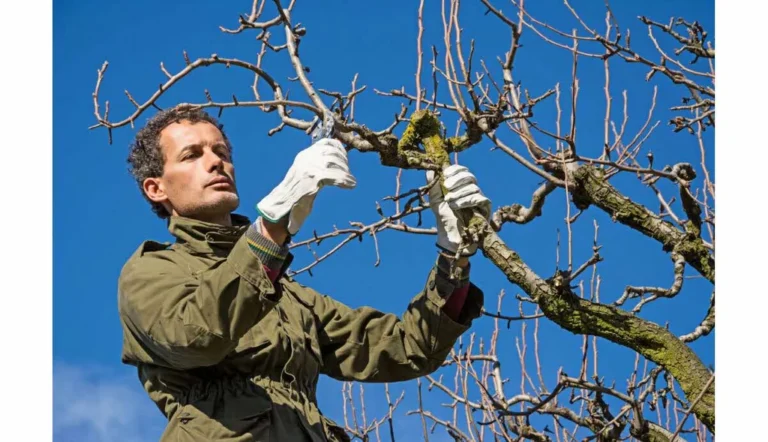 Entretien des arbres de jardin: gestes et outils essentiels