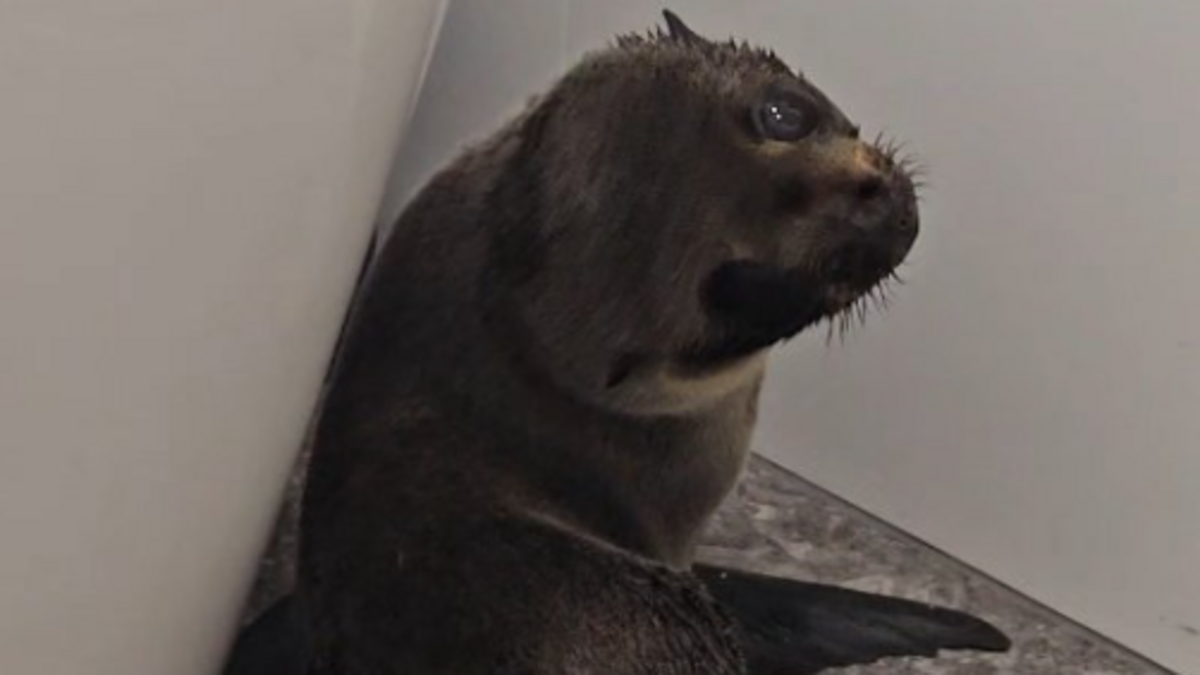 Bébé otarie dans un bar à Richmond (Nouvelle-Zélande)