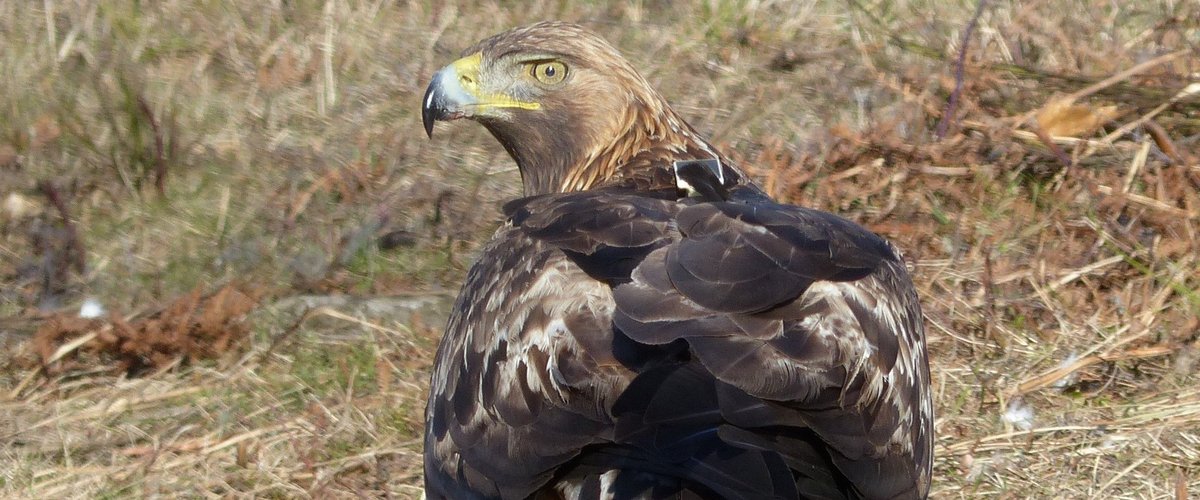 Aigle royal pres d une eolienne dans l Herault