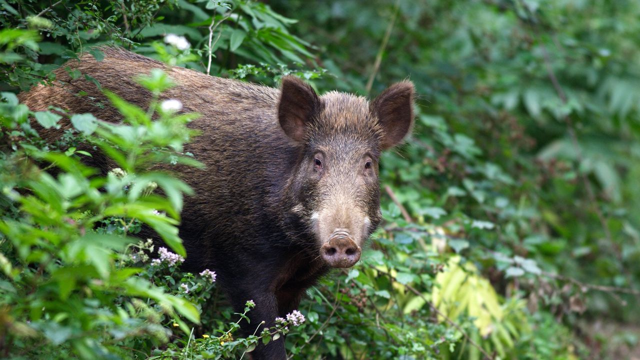 Sanglier près d'une route fréquentée à Châteauroux