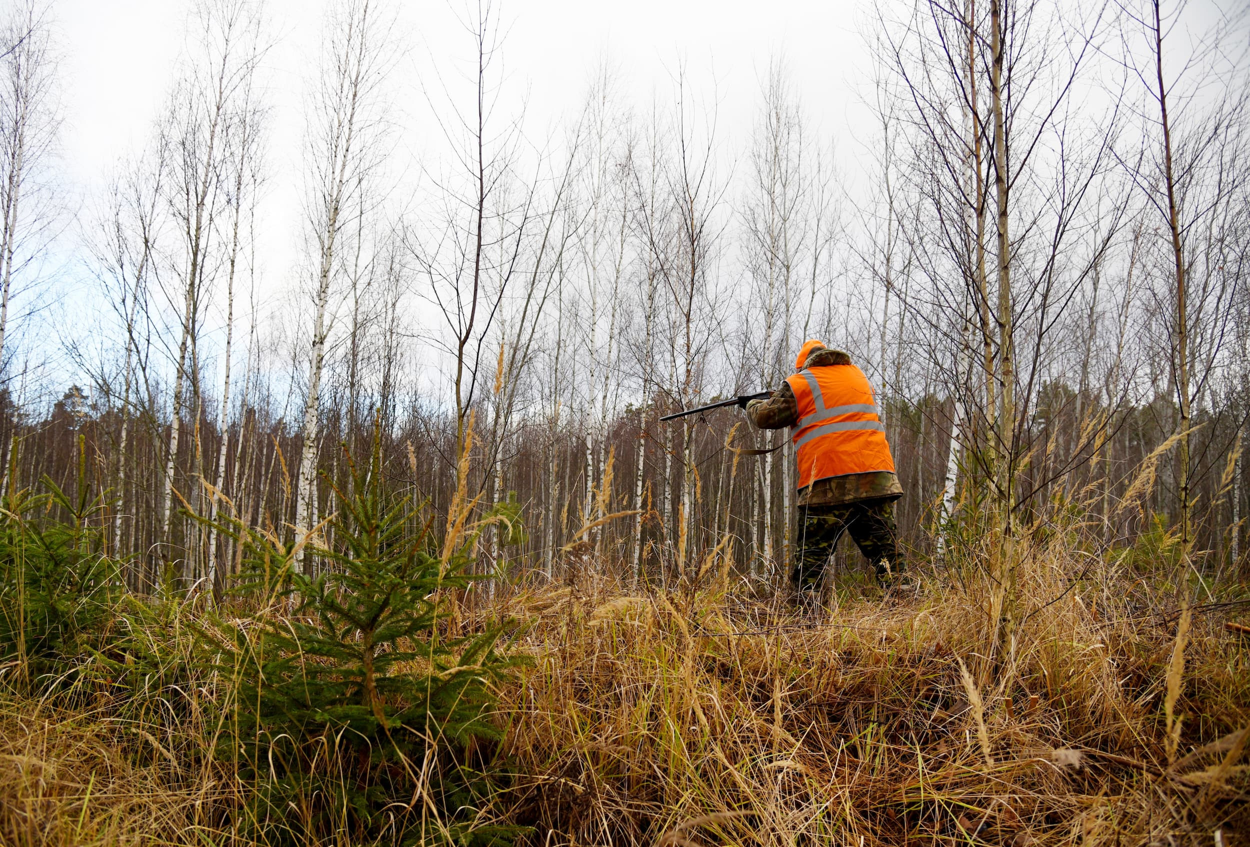 Chasseur et sanglier près de la route à Châteauroux