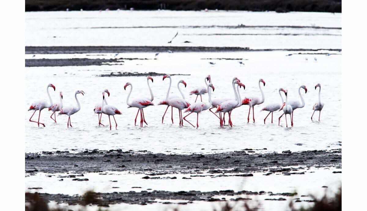 Flamant rose et autres espèces protégées en France