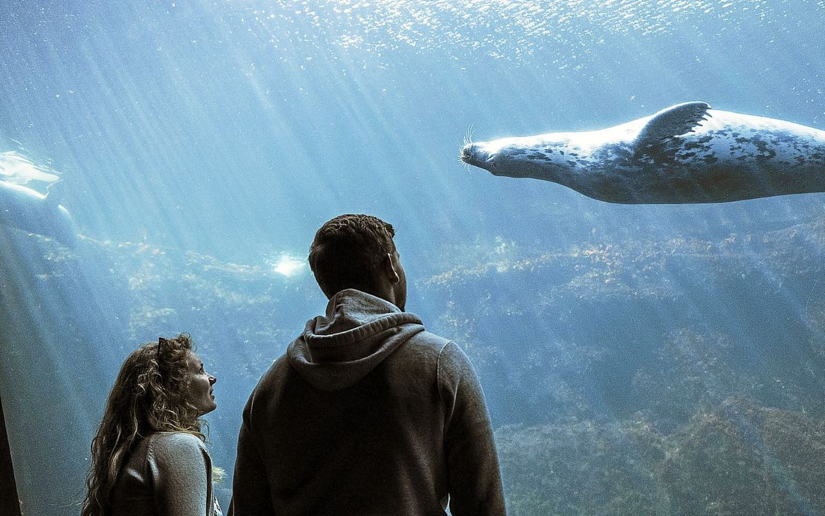 Animation et décor de Noël à Océanopolis à Brest