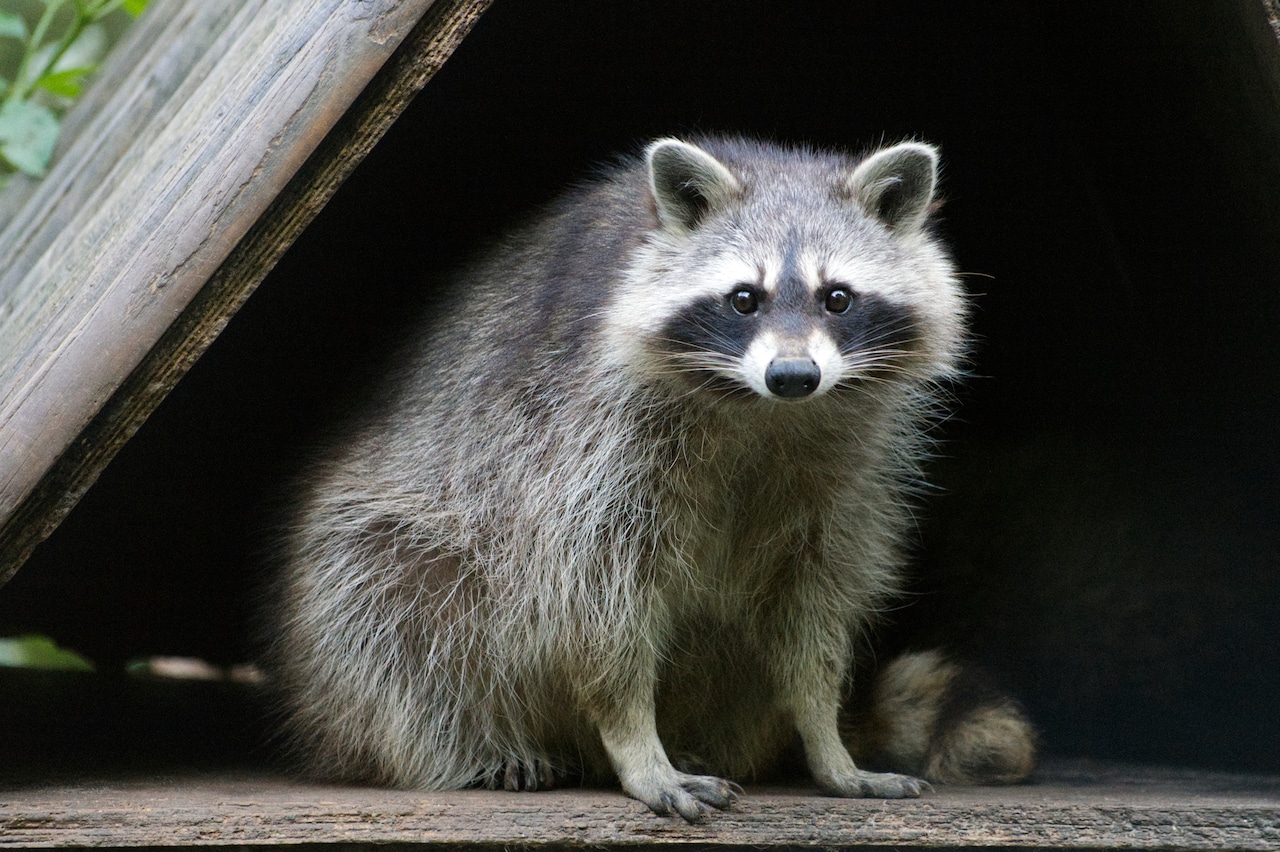 Raton laveur dans la nature, souvent dissuadé par une lumière de sécurité