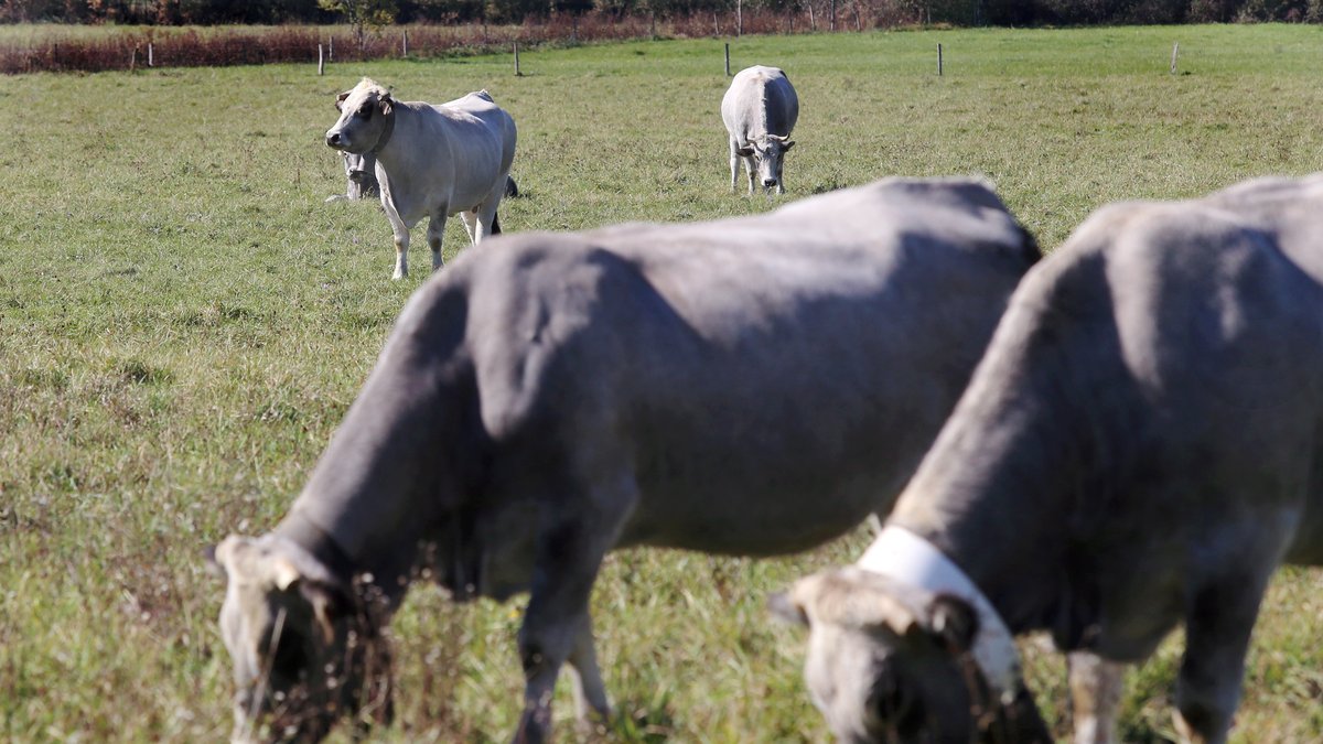 Vache dans une zone sanitaire autour de Pomas, Aude