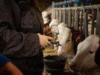 Vaccination d’un cheptel de vaches laitières contre la dermatose nodulaire contagieuse dans le Sud-Ouest.