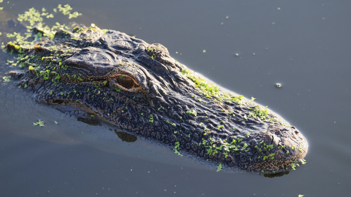 Recherche et secours près d’une rivière indonésienne