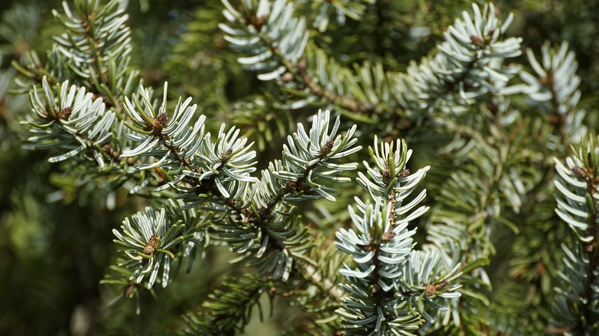 Point de collecte des sapins à Mazamet Place de Labrespy