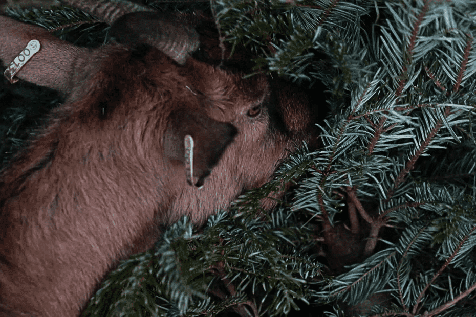 Reportage sur le recyclage des sapins en régions France