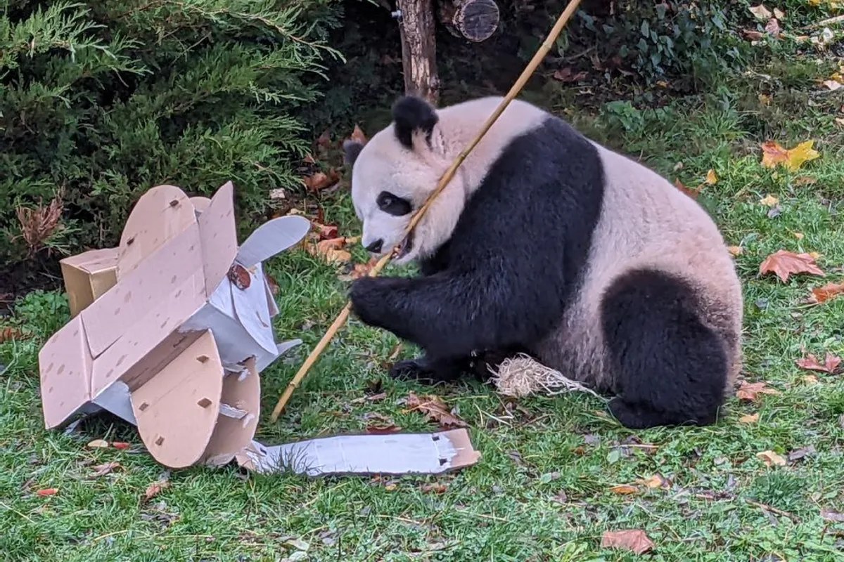 Panda géant en centre de conservation à Chengdu