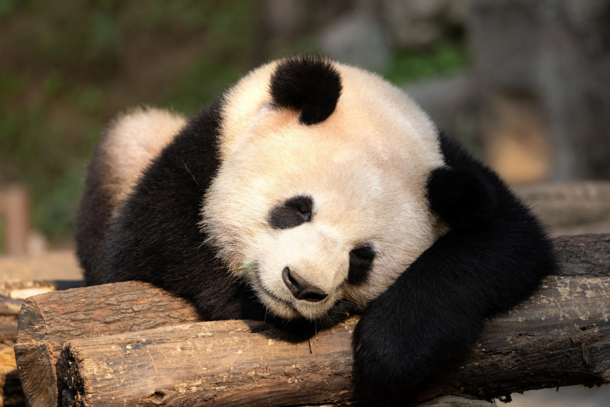 Panda géant au centre de Chengdu, Chine