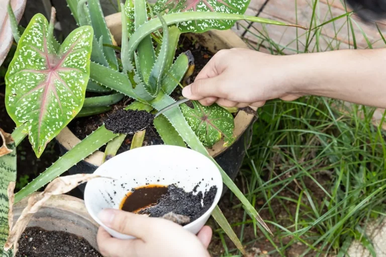 Marc de café : un répulsif naturel contre les insectes