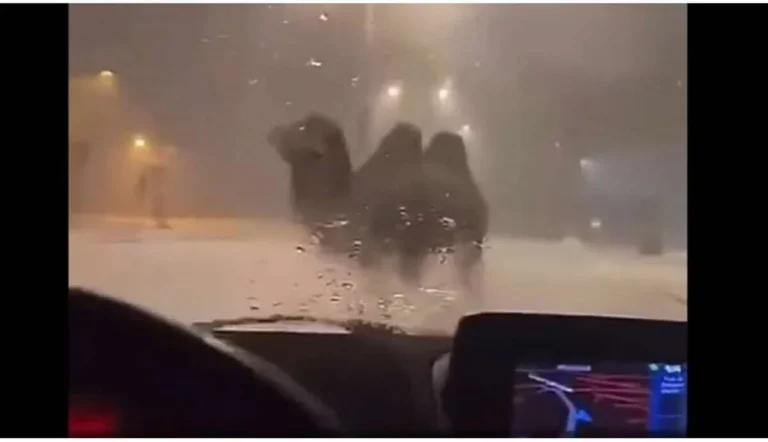 Deux chameaux s’échappent du cirque Ritz à Evreux pendant la neige