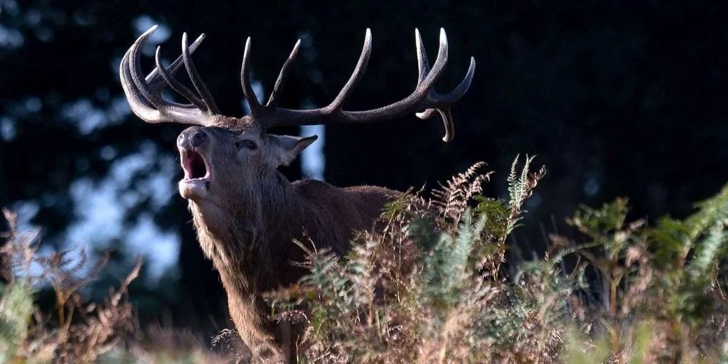 Deux chasseurs condamnés pour avoir tué un cerf chez Luc Besson