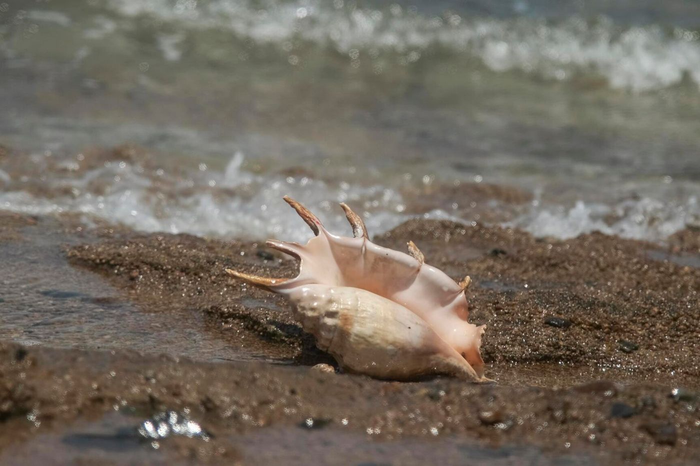 Cargaison de lambis et langoustes saisie (Antilles)