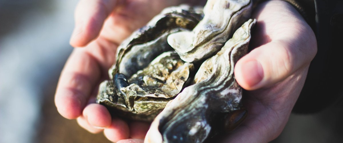 Huîtres et moules interdits à l’étang de Thau