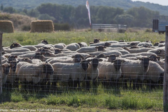 Village Terres de Jim à Metz-Magny