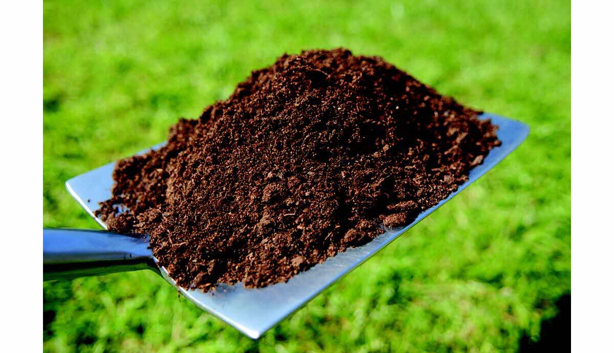 Rosiers en hiver prêts à être plantés en jardin