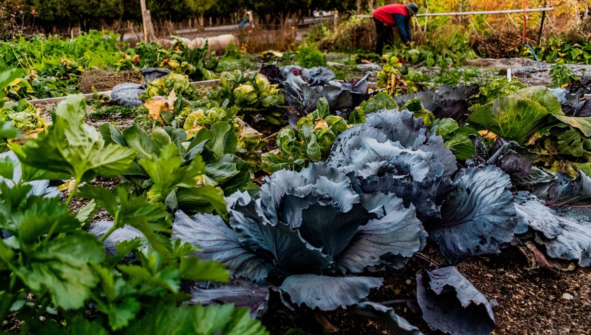 Potager planifié: rotation et biodiversité