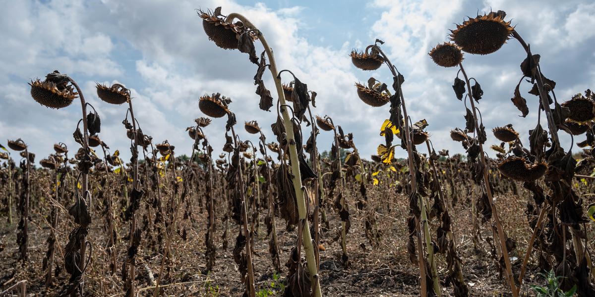 Champ agricole et enjeux hydriques liés au changement climatique