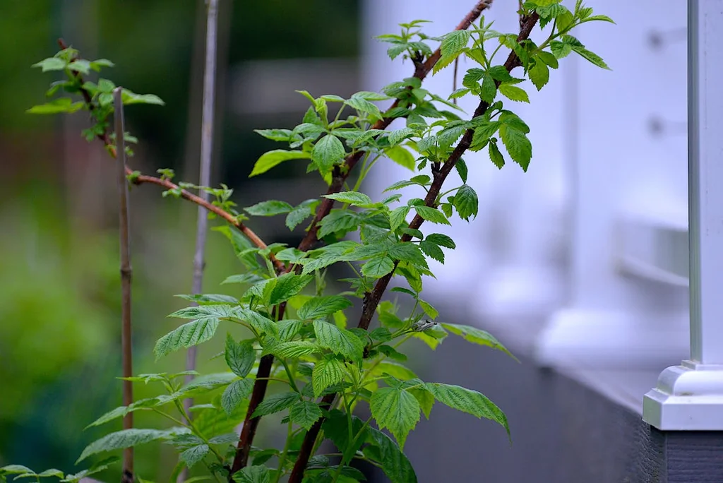 Feuille de framboisier : bienfaits et usages pour les femmes