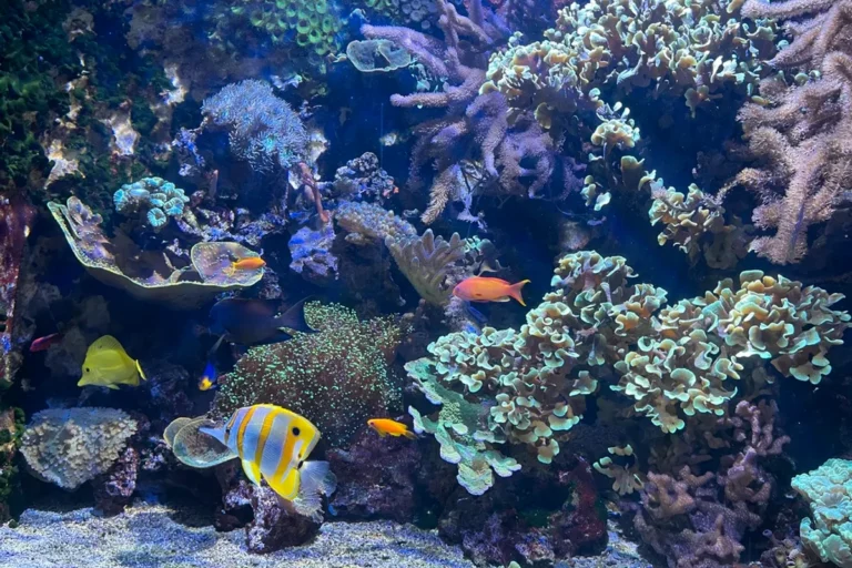 L'Aquarium de Limoges se réinvente pour mieux protéger les espèces aquatiques