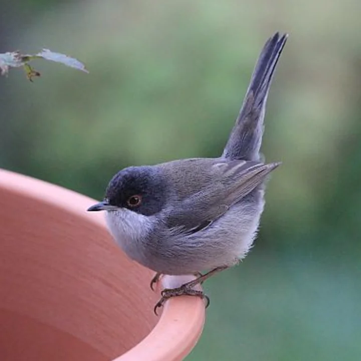 Comptage des oiseaux des jardins: participation et bilan 2025