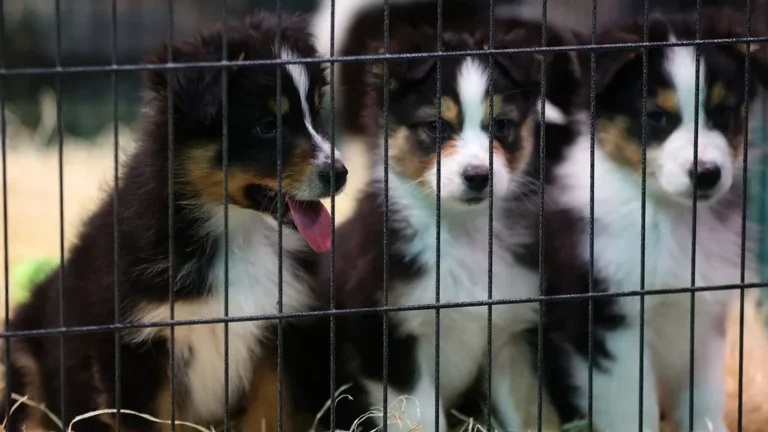 Démantèlement d’un trafic de chiens Serbie-France : trois mis en examen