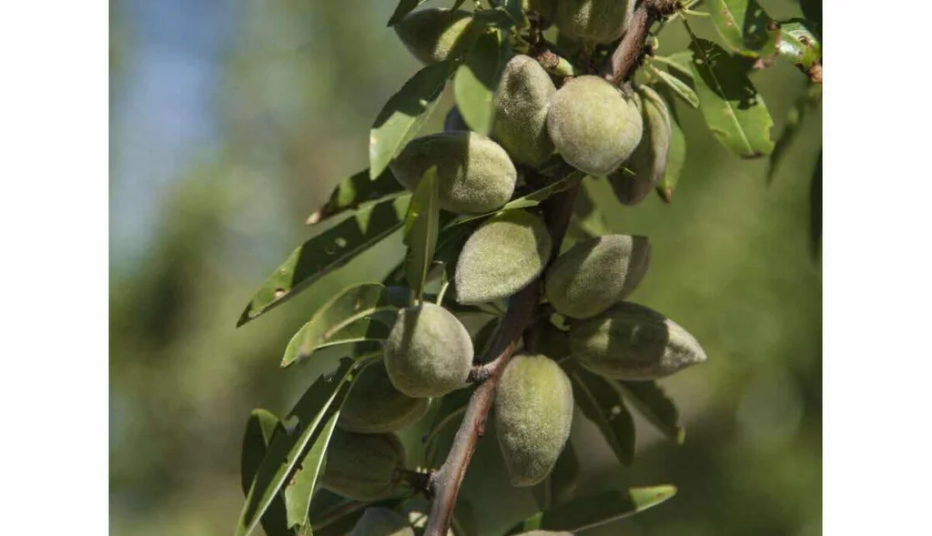 Des producteurs se tournent vers l’amande française