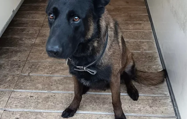 Dino, chien policier, meurt lors de la sécurisation Metz-OL
