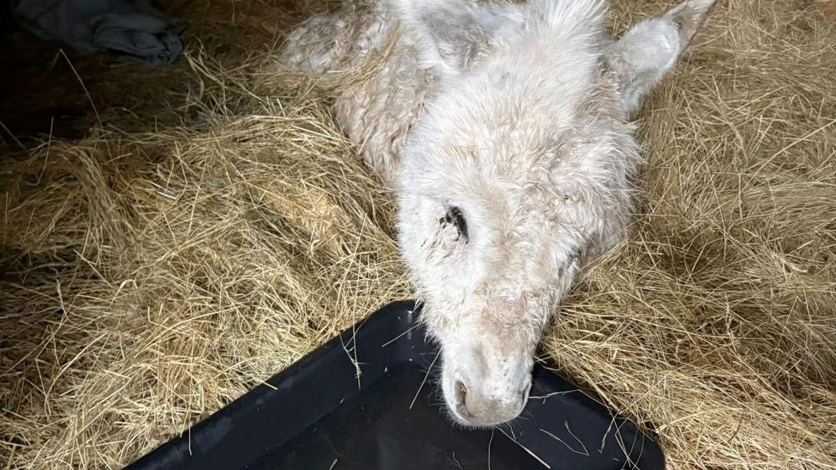 Âne Milo recueilli par l’association ARDA