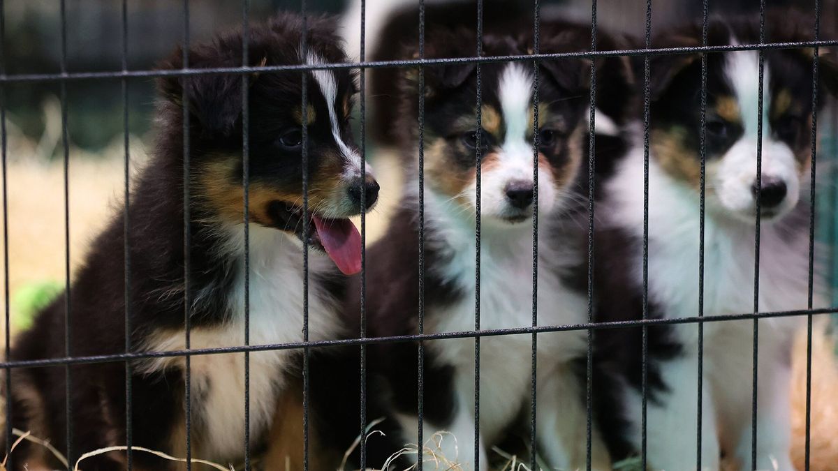Chiens adultes et chiots saisis lors du démantèlement