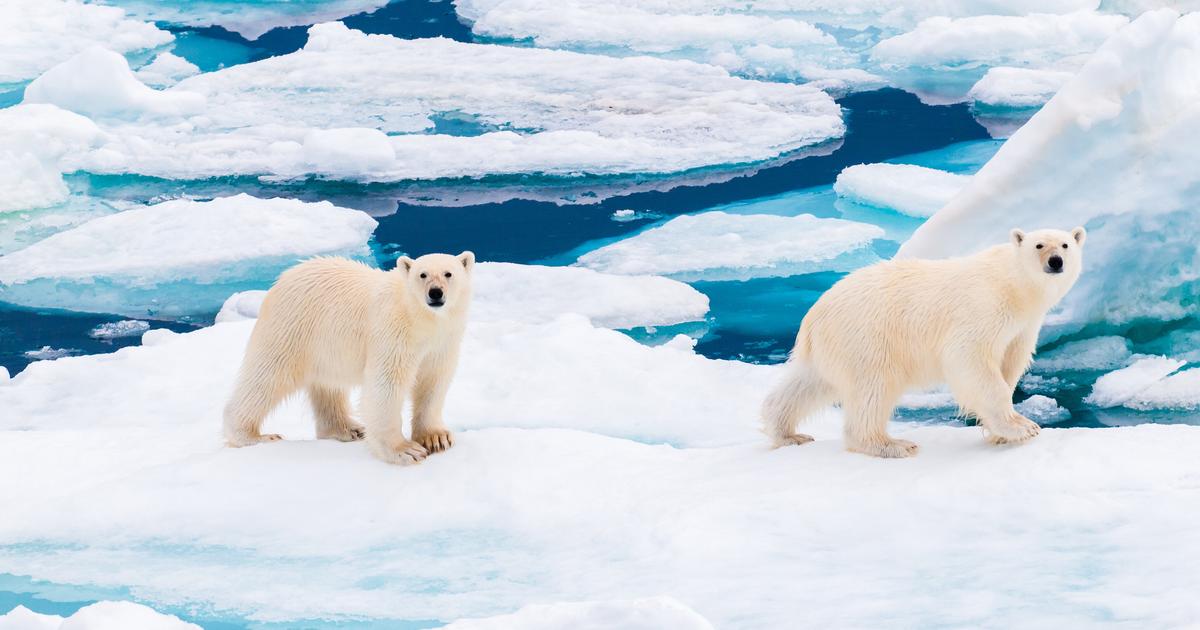 ours polaire du Svalbard observé lors d'une étude