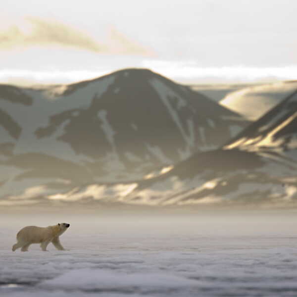 ours polaire dans l'archipel du Svalbard