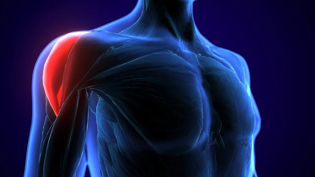 Le muscle deltoïde : essentiel pour des épaules fortes et saines