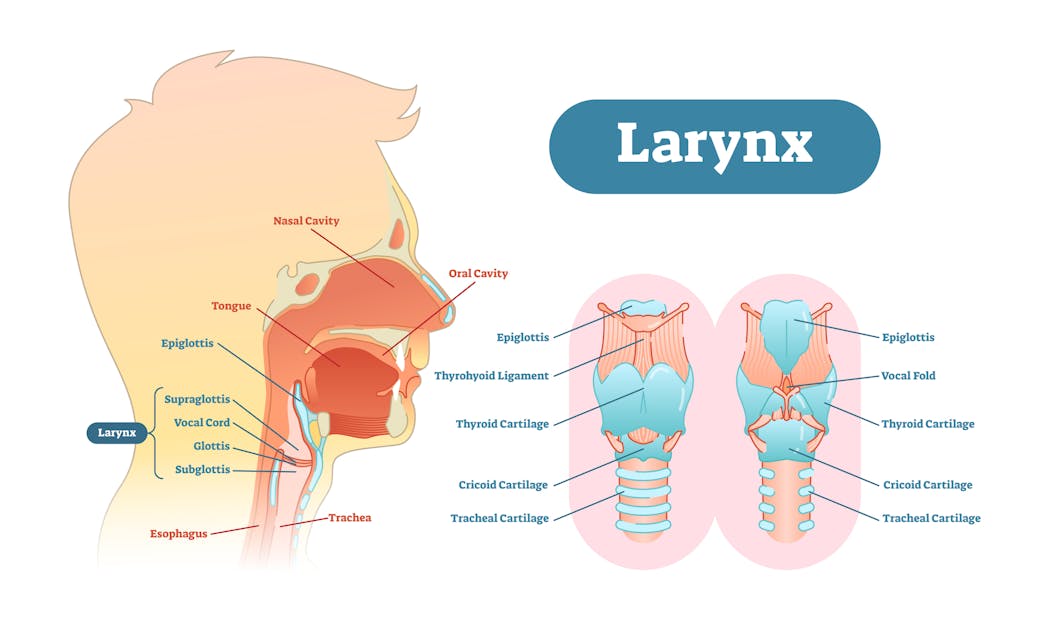Schéma anatomique du larynx
