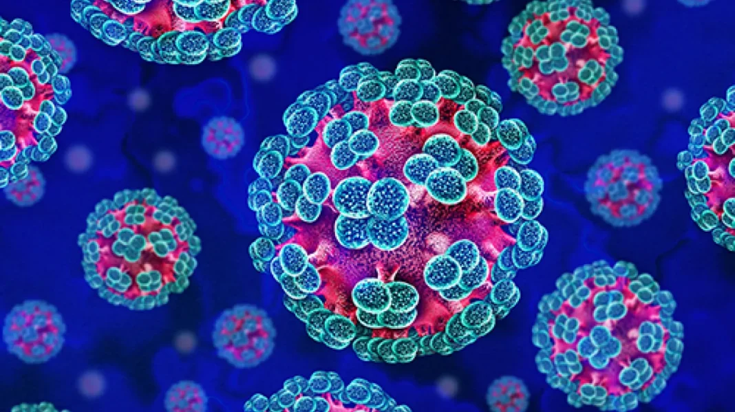 Hantavirus : 12 cas recensés le 17 mai, pourquoi le risque reste très faible en Europe