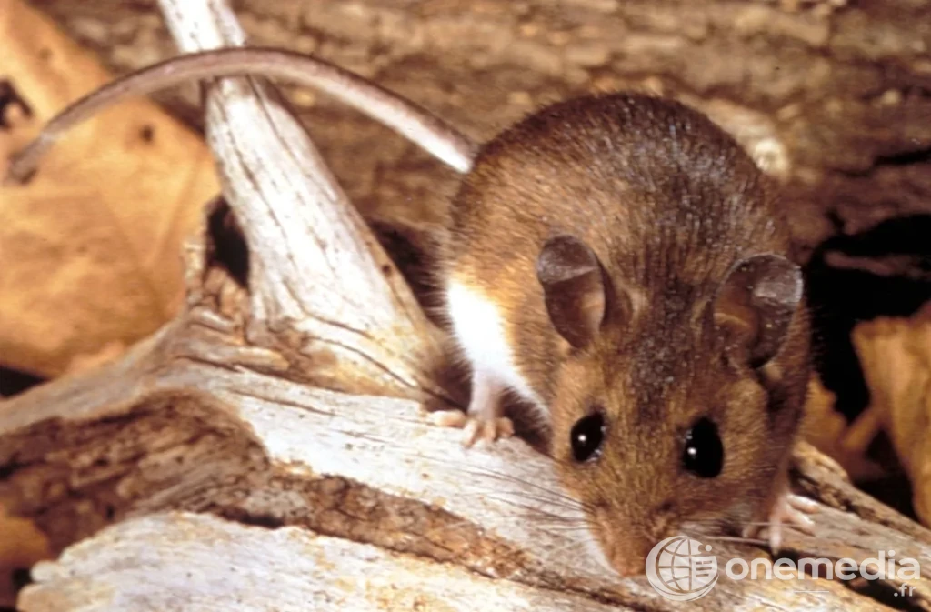Photo d’un rongeur utilisée pour illustrer un article fact-check sur l’hantavirus et le MV Hondius