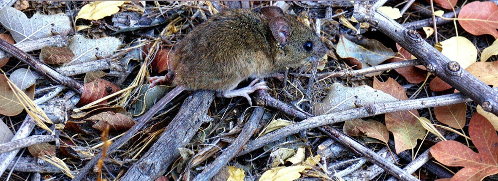 Hantavirus à la maison : nettoyer cave et grenier sans risque