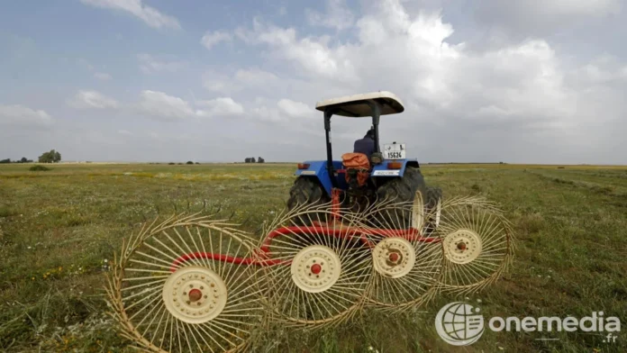 Au Maroc, la pluie relance l’espoir agricole mais la guerre au Moyen-Orient fait grimper les coûts