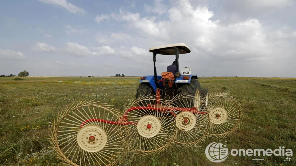 Au Maroc, la pluie relance l’espoir agricole mais la guerre au Moyen-Orient fait grimper les coûts