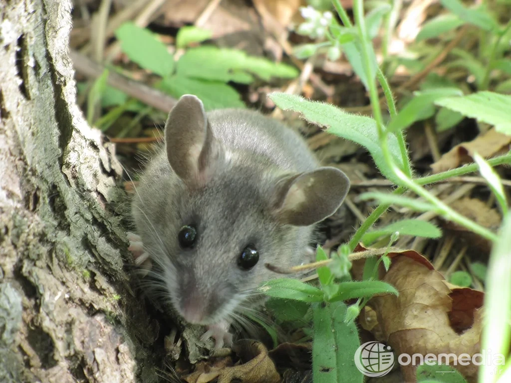 Souris sylvestre, rongeur associé à certains hantavirus en Amérique du Nord