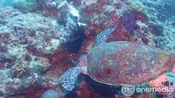 Vue d'une mer aux eaux bleues, illustrant la surchauffe marine en Méditerranée