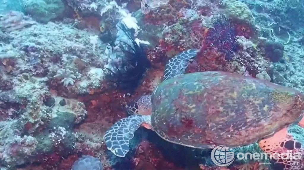 Vue d'une mer aux eaux bleues, illustrant la surchauffe marine en Méditerranée