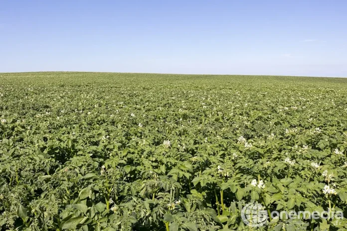 Champ de pommes de terre — illustration du contexte d'utilisation du fongicide fluazinam en Europe