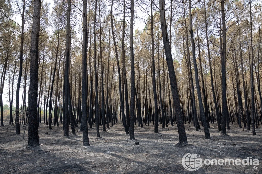 Forêt touchée par un incendie, avec troncs noircis