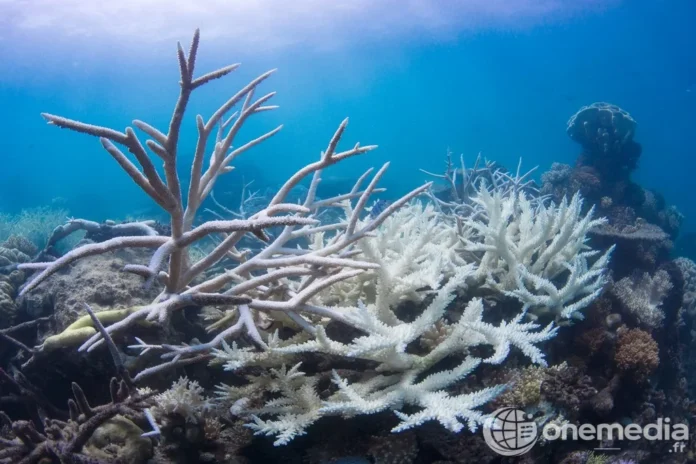 Corail blanchi dans une zone touchée par une vague de chaleur marine, photo d'illustration (OceanImageBank / The Ocean Agency).